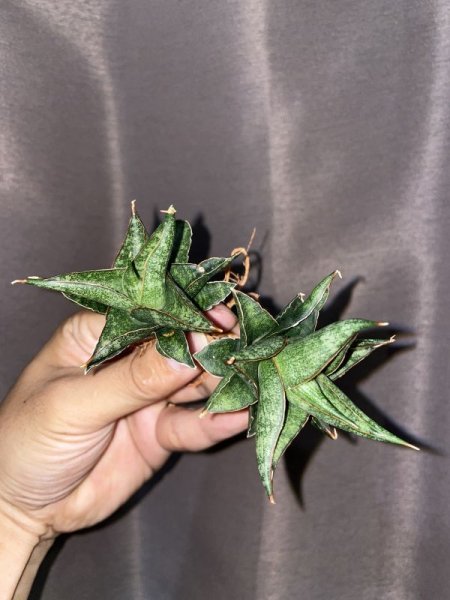 画像2: プラブ(D. Prabu) (2)