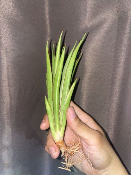 画像3: 【特価】フフ(D.Fufu) (3)