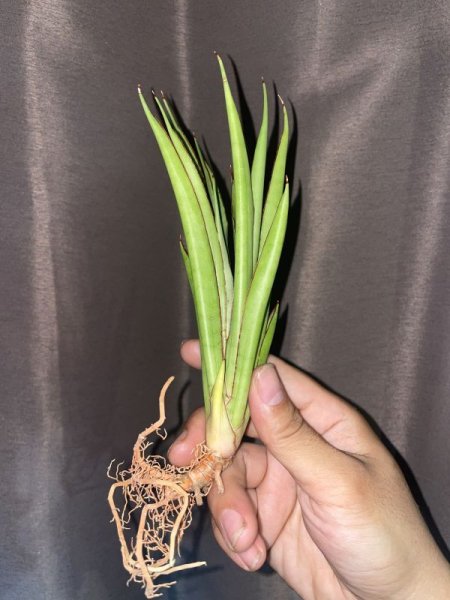 画像2: 【特価】フフ(D.Fufu) (2)