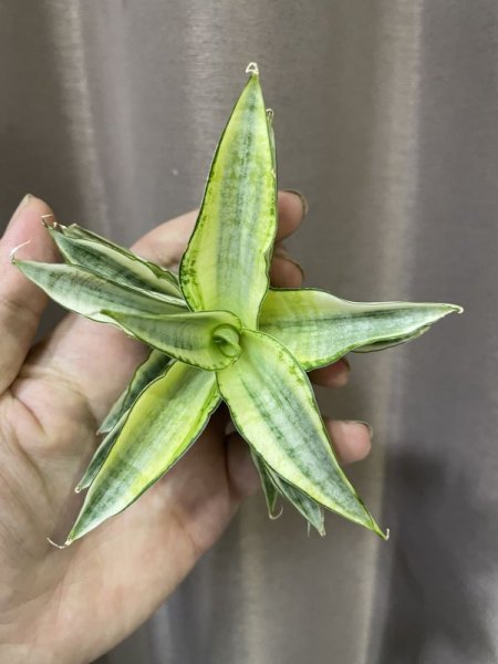 画像2: ガブリエラ 白斑(D.Gaburiella variegata) (2)