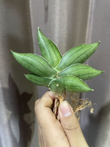 画像3: サムライドワーフ × ボンセル (D.Samurai Dwarf × Boncel) (3)