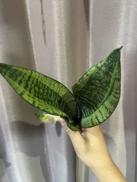 画像5: 【特価】ムーンシャイン 変異株(D.trifasciata 'Moon Shine' mutant) (5)