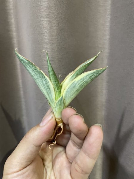 画像3: スノーホワイト3(D.Snow White)  (3)