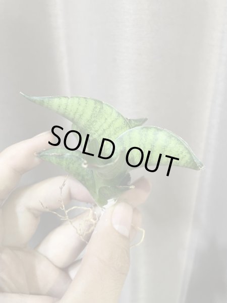 画像3: マイガール(D.My Girl) (3)