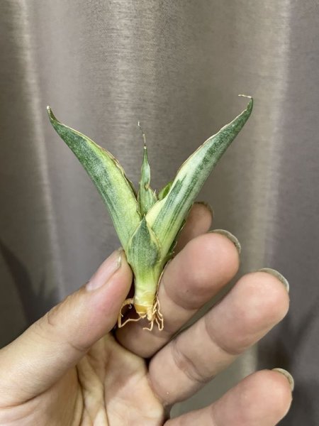 画像5: 傷あり特価スノーホワイト5(D.Snow White) (5)