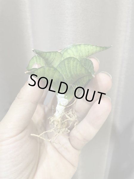 画像2: マイガール(D.My Girl) (2)