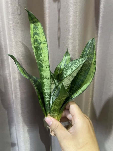 画像3: 【特価】ムーンシャイン 変異株(D.trifasciata 'Moon Shine' mutant) (3)