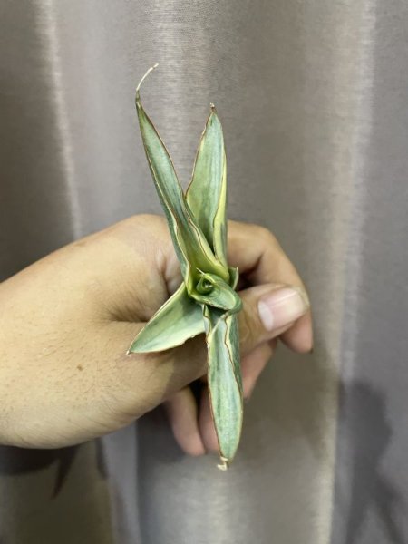 画像5: スノーホワイト3(D.Snow White)  (5)