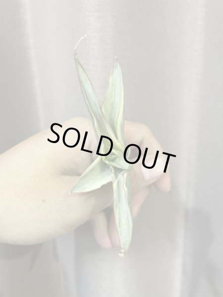 画像8: スノーホワイト3(D.Snow White)  (8)