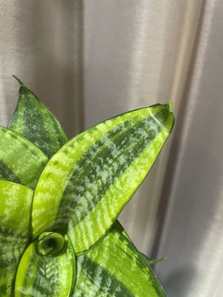 画像4: ハーニーフィリピネス(D.Hahnii Philippines) (4)