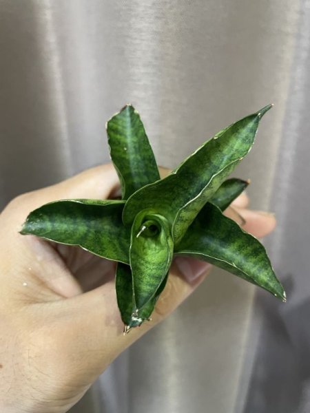 画像4: マイガール(D.My Girl) (4)