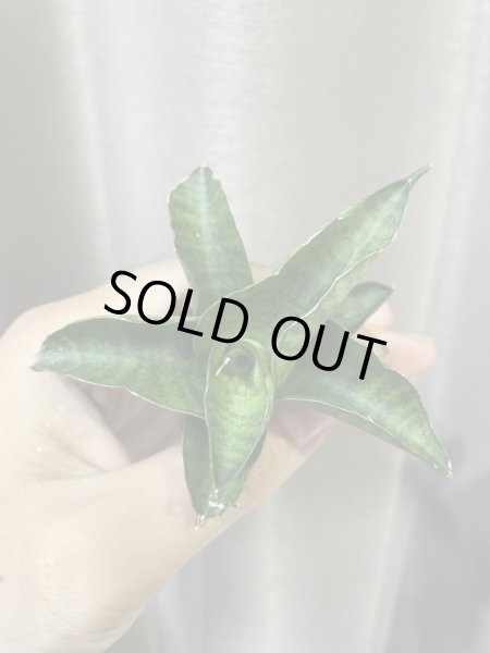 画像4: マイガール(D.My Girl) (4)