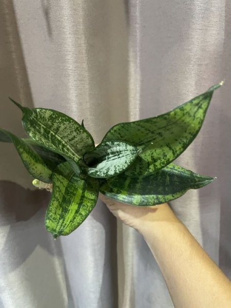 画像4: 【特価】ムーンシャイン 変異株(D.trifasciata 'Moon Shine' mutant) (4)