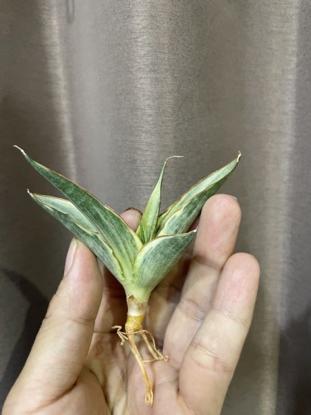 画像4: スノーホワイト3(D.Snow White)  (4)