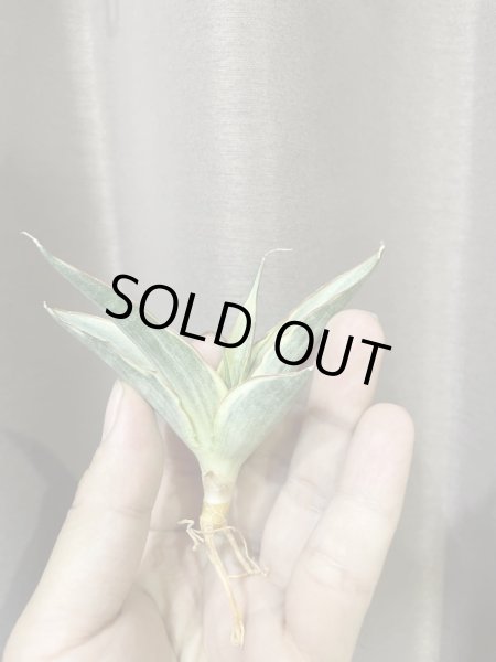 画像7: スノーホワイト3(D.Snow White)  (7)