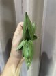 画像4: 【更新特価】サムライドワーフ × ボンセル (D.Samurai Dwarf × Boncel) (4)