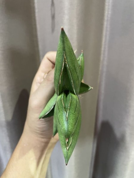 画像4: サムライドワーフ × ボンセル (D.Samurai Dwarf × Boncel) (4)