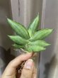 画像2: 【更新特価】サムライドワーフ × ボンセル (D.Samurai Dwarf × Boncel) (2)