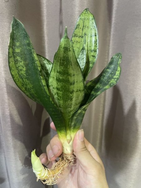 画像2: 【特価】ムーンシャイン 変異株(D.trifasciata 'Moon Shine' mutant) (2)