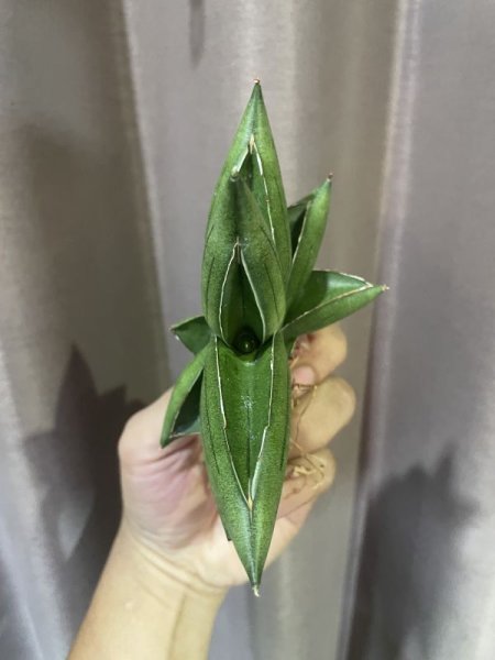 画像4: サムライドワーフ × ボンセル (D.Samurai Dwarf × Boncel) (4)