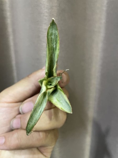 画像6: 傷あり特価スノーホワイト5(D.Snow White) (6)