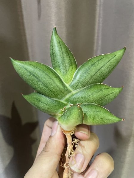 画像3: サムライドワーフ × ボンセル (D.Samurai Dwarf × Boncel) (3)