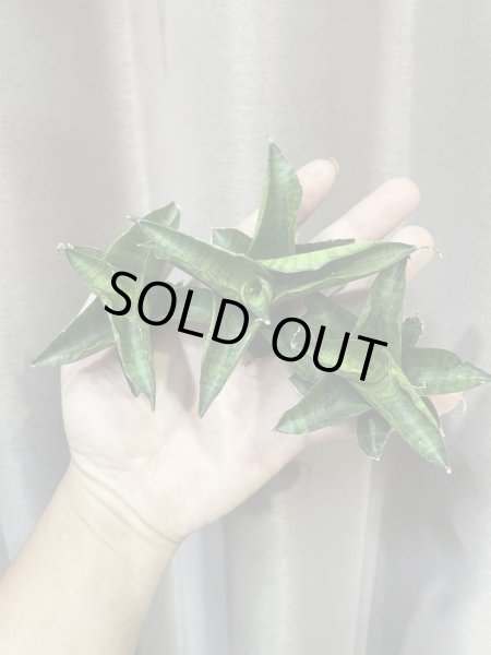 画像1: マイガール(D.My Girl) (1)