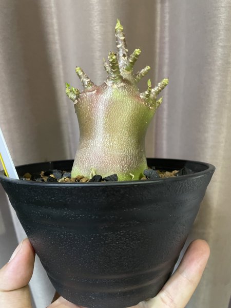 画像3: アデニウム タイソコ 中 2 (3)