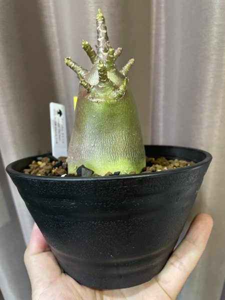 画像2: アデニウム タイソコ 中 2 (2)