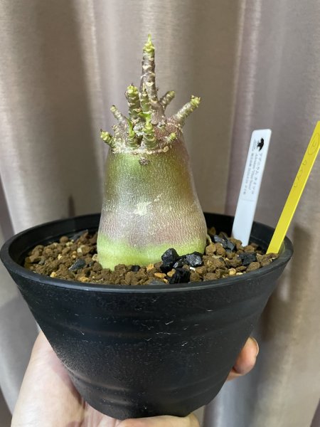 画像4: アデニウム タイソコ 中 2 (4)