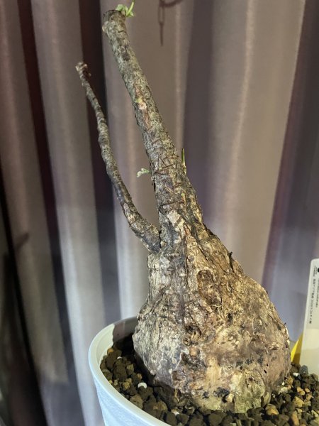 画像3: ステルクリア コロラータ 2 (3)