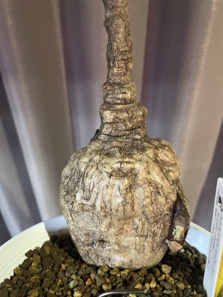 画像3: ステルクリア コロラータ 3 (3)