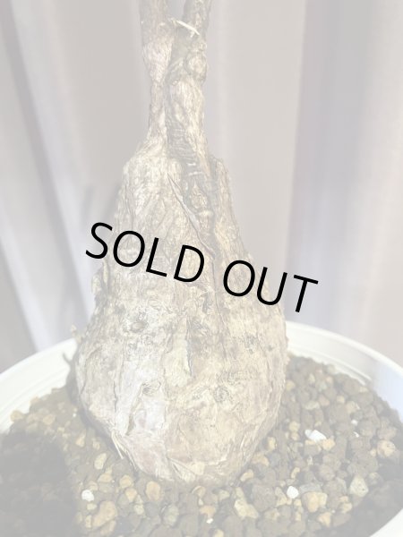 画像3: ステルクリア コロラータ 1 (3)