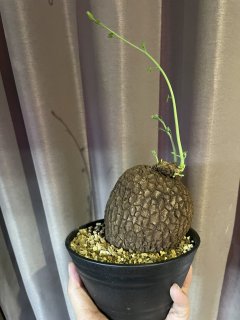 30000⤵️❇懸崖！ステルクリア・コロラタ 塊根10cm以上 30000⤵️❇懸崖！ステルクリア・コロラタ 塊根10cm以上