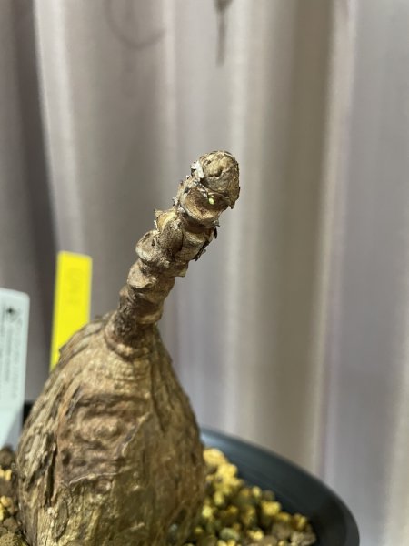 画像3: フィランサス ミラビリス 1 (3)