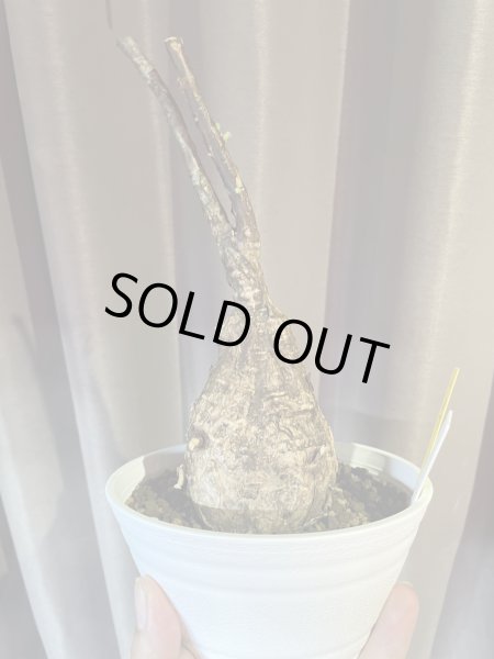 画像2: ステルクリア コロラータ 1 (2)