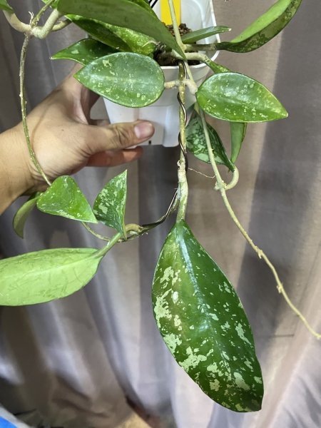 画像2: ホヤ ポットシー スプラッシュ 3 (2)