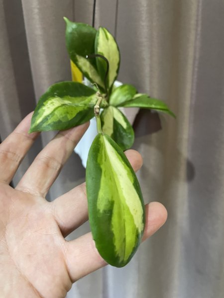 画像2: ホヤ インクラサッタ トリカラー 中斑 1 (2)