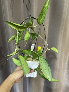 確認用ニ苗 ラスト】 ホヤ オーストラリス リサ 熱帯植物 着生植物 （園芸店