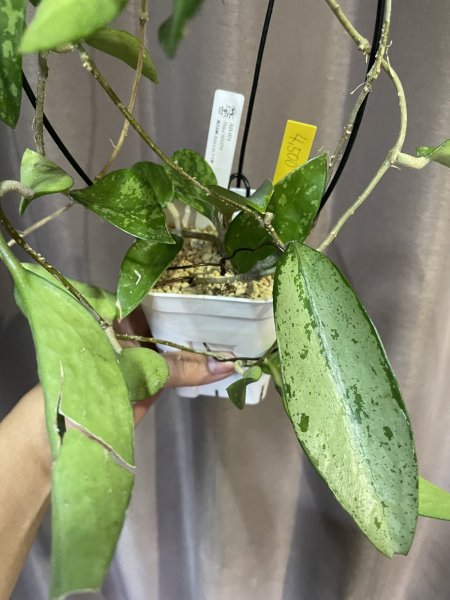 画像2: ホヤ ポットシー スプラッシュ 4 (2)