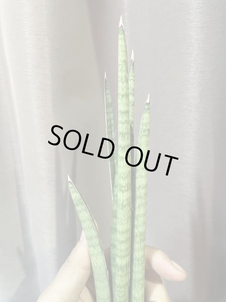 画像3: ヴォルケンシー(D.volkensii) (3)