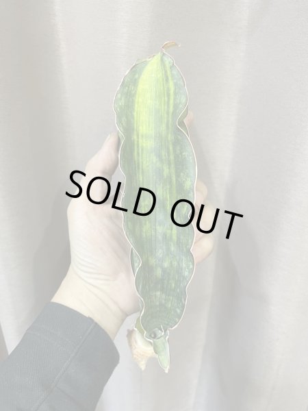 画像1: シミタリフォルミス 斑入り(D.scimitariformis variegata) (1)