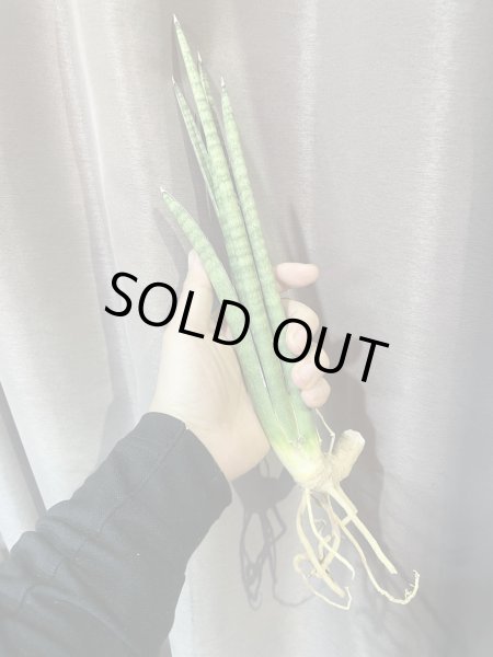 画像2: ヴォルケンシー(D.volkensii) (2)