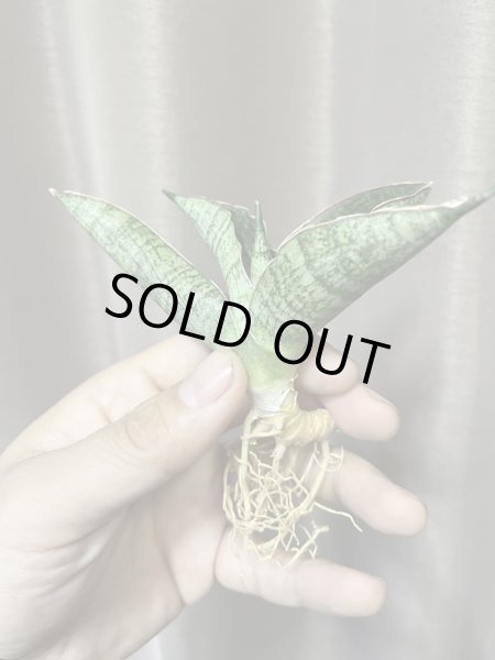 画像2: ランボー(D.Rambo) (2)