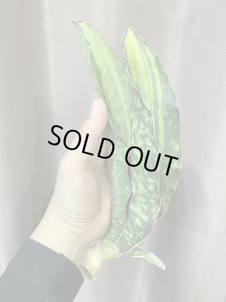 画像2: シミタリフォルミス 斑入り(D.scimitariformis variegata) (2)