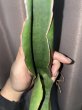 画像3: 【特価】コンスピクア(D.conspicua) (3)