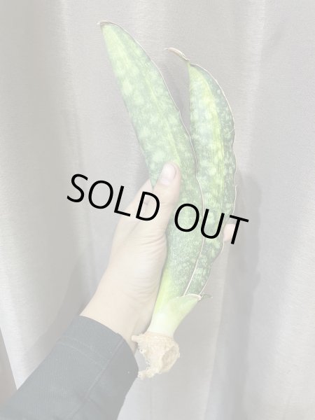 画像4: シミタリフォルミス 斑入り(D.scimitariformis variegata) (4)