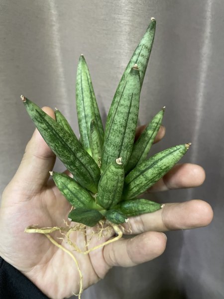 画像2: ヘッジホッグ(D.Hedgehog) (2)