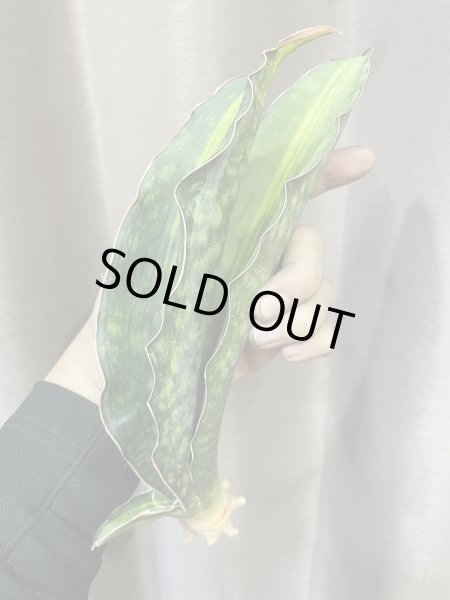 画像3: シミタリフォルミス 斑入り(D.scimitariformis variegata) (3)