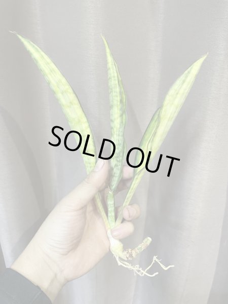 画像3: サドワレンシス 斑入り(D.concinna ssp.Sudwallensis variegata) (3)